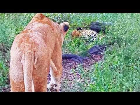 Lioness Gives Sleeping Leopard the Fright of its Life