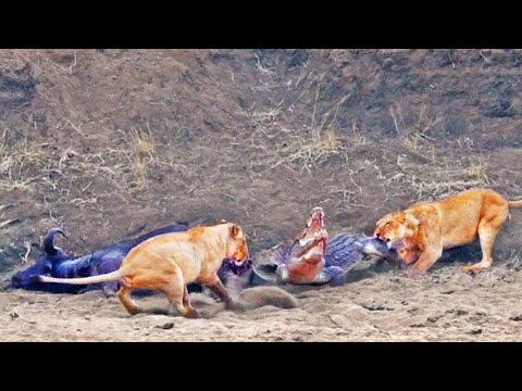 Crocodile Tries to Steal Buffalo from Lions