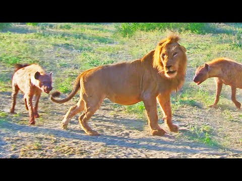 Hyenas Try Dragging Lion Off Buffalo by its Tail