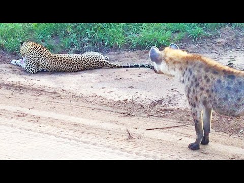 Hyena Gives Leopard the Fright of its Life