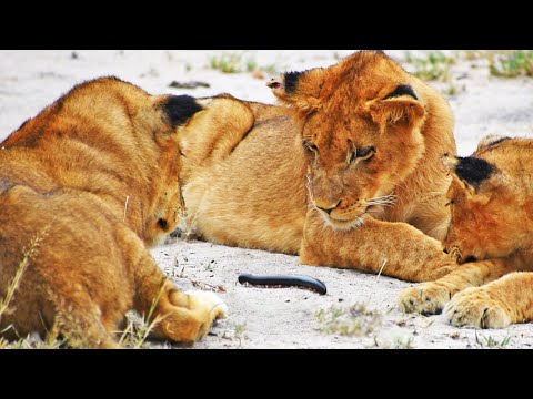 Millipede Tries to Climb on Lion s Tail