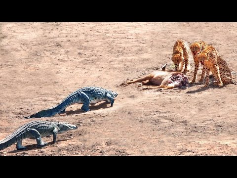 2 Crocodiles Chase 3 Cheetahs off Buck