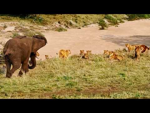 Elephant Teaches 20 Lions That He s The King