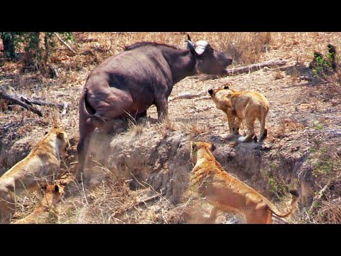 Buffalo Stuck Cornered by Lions Calls for Backup