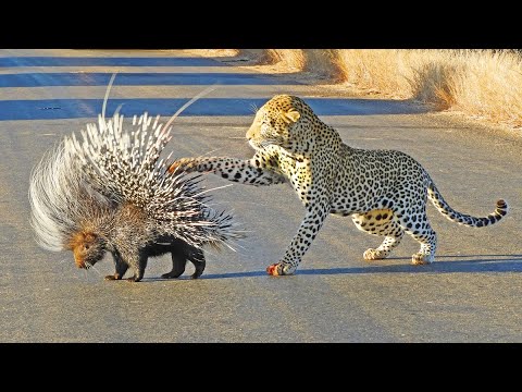 PORCUPINE SHOWS LEOPARD WHO S BOSS