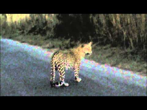 2 Leopards Together 27 April 2012 Kruger Sightings