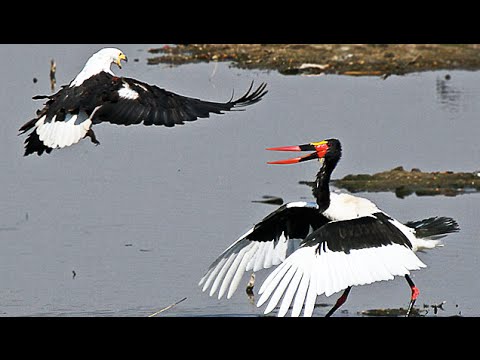 African Fish Eagle Steals a Saddle Billed Stork s Well