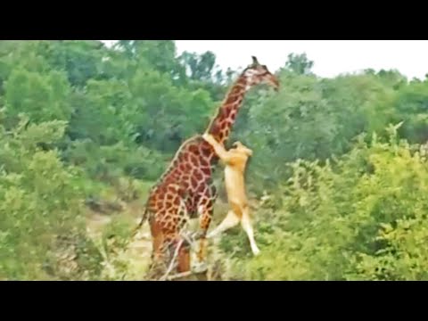 Can 1 Lion Take Down a Giraffe