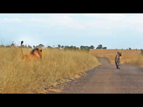 Hyena Merely Walking Down the Road Walks Right Into Male
