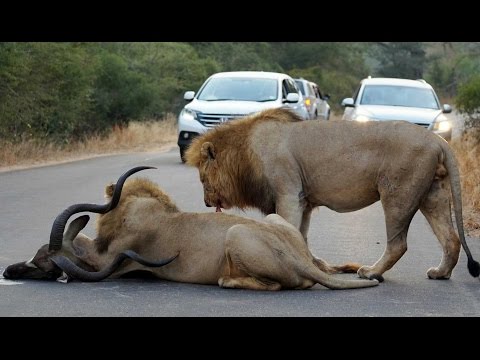 2 Male Lions Kill Kudu in the Middle of the Road Latest