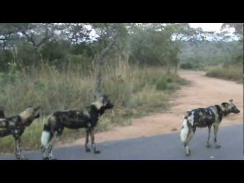 Wild Dogs on the Hunt