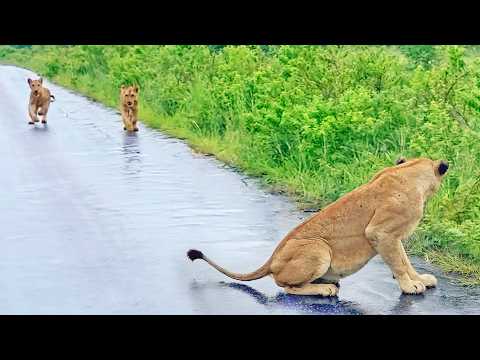 Lion Cubs Find Their Mommy After Floods Separated Them