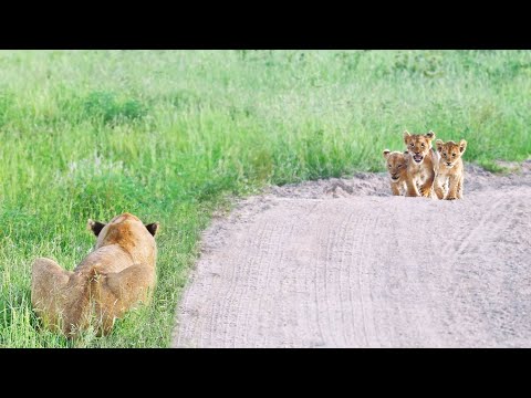 Heart Warming Reunion Between Lost Cubs and Mother