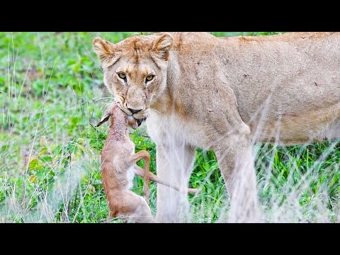 Baby Impala Fights Back With Head inside Lion s Mouth