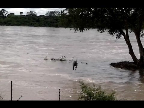 Kruger National Park Floods 2014 Baboons Swim to Safer