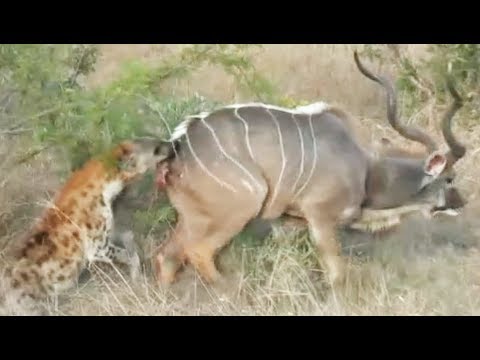2 Hyenas are Hungry for Kudu
