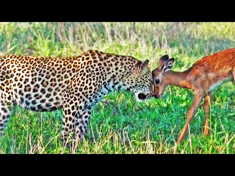 Impala Plays with Leopards