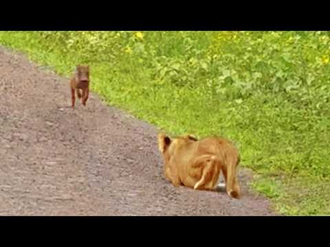 Baby Warthog Does the World s Best Side Step Past Lions