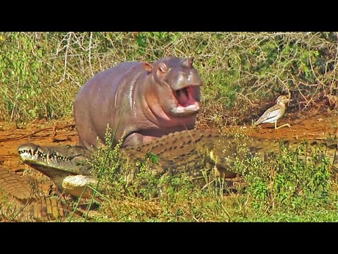 Cute Baby Hippo vs Crocodile and Buffalo