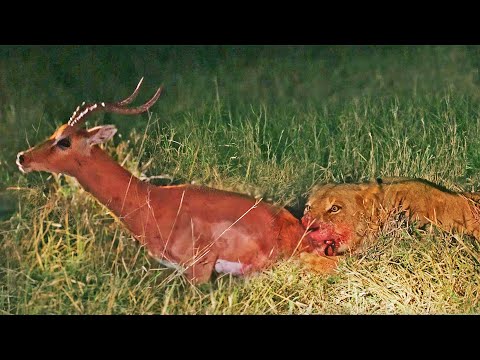Impala Tries to Escape Lioness While She Eats It