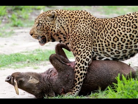 Leopard Killing Warthog Graphic Latest Wildlife Sightings