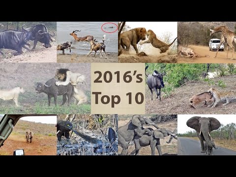 2016 s Top 10 Wildlife Sightings Compilation