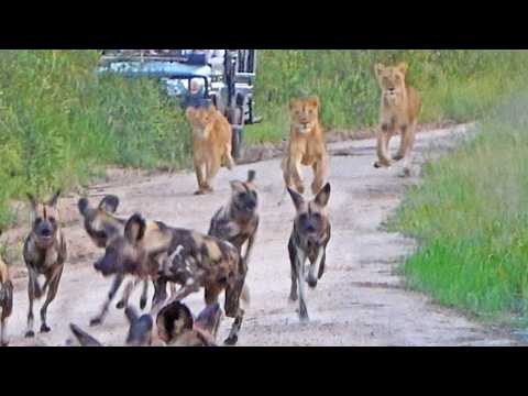 Wild Dogs Instantly Regret Running Into a Pride of Lions