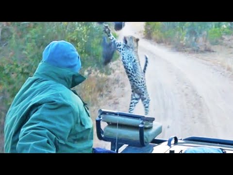 Surprise Leopard Hunt in Front of Safari Vehicle Caught on