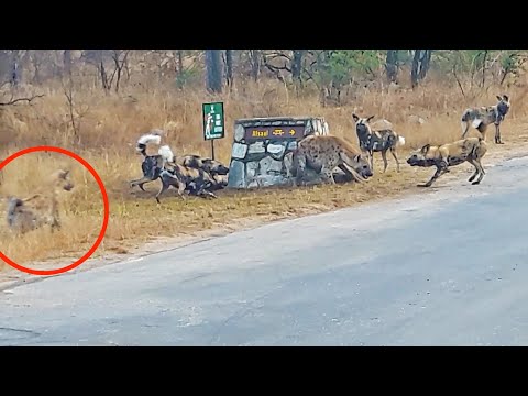 Hyena Cornered by Wild Dogs Calls for Backup