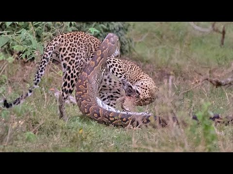 Python Constricts Leopard As It Fights Back