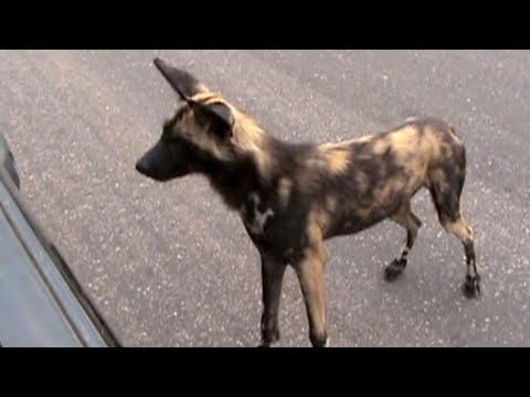 Wild Dog gets Confused with his Reflection in the Car