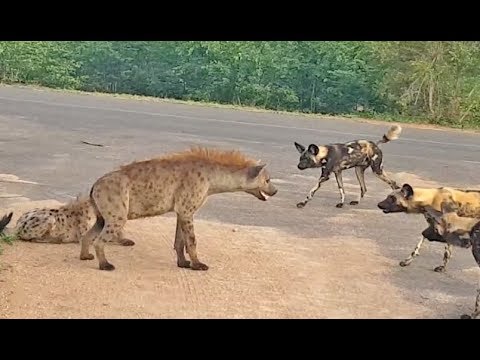 Hyena Protects Den From Intruding Wild Dogs