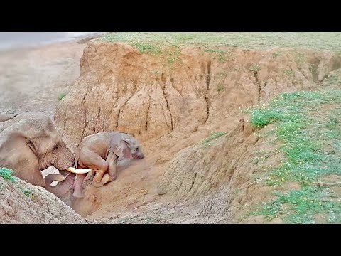 Baby Elephant Stuck on Cliff Gets Helping Hand