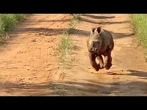 The Most Excited Baby Rhino Ever