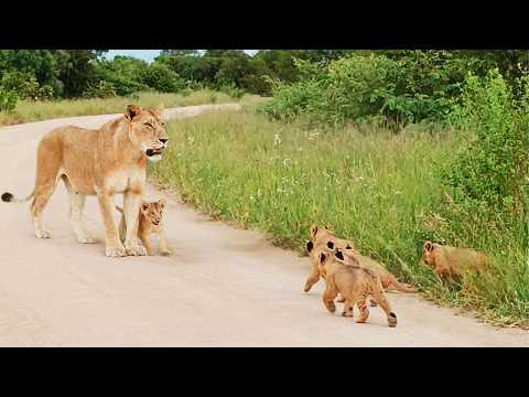 Lion Cub Helps Mom Call for Siblings