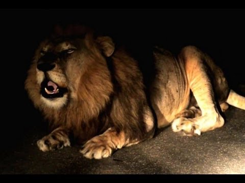 Huge Male Lion Roars at Night