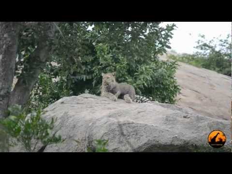 Leopard Mother and Cub 11 January 2013 Latest Sightings