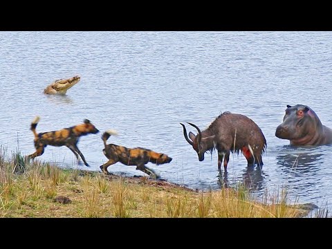 Buck Fighting Wild Dogs Hippos Gets Caught by Crocodile