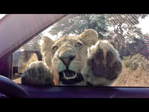 When a Wild Lion Tries to Get Inside Your Car
