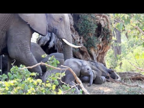 How to Wake Up a Baby Elephant