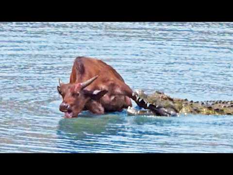 Buffalo Sacrifices Leg to Escape Monster Crocodile