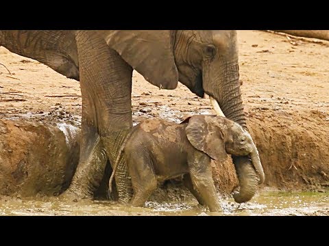 Elephants Rescuing Protecting Calves Compilation Ep 1