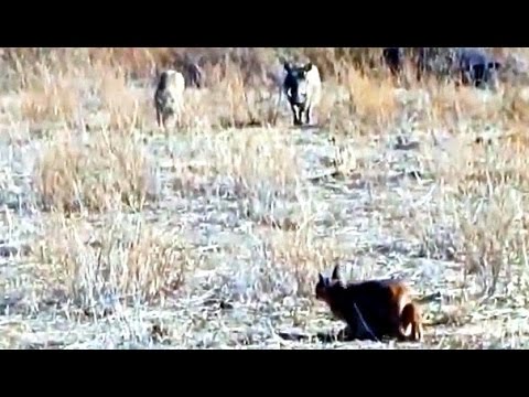 Incredible Attempt by a Caracal at Hunting Warthogs Latest