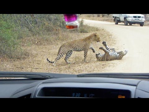 Leopard Death Battle in the Road