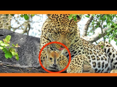 Leopard Lies With Lamb Before Eating it