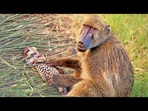 Baboons Steal Groom 2 Leopard Cubs