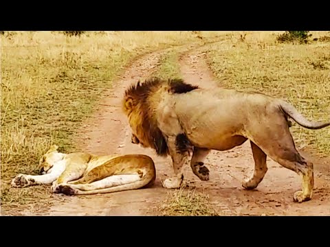 How Not to Wake Up a Lioness