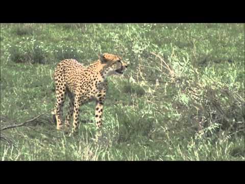Cheetah Calling For His Partner