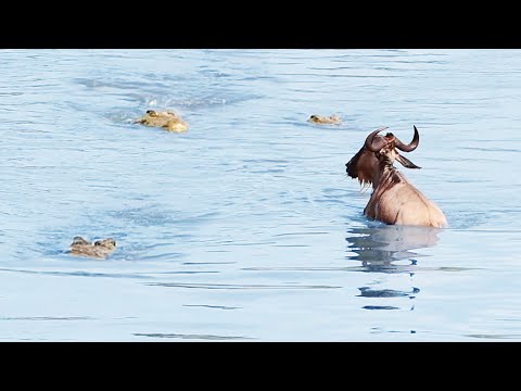 Wildebeest Makes Miraculous Escape from 3 Monster Crocodiles