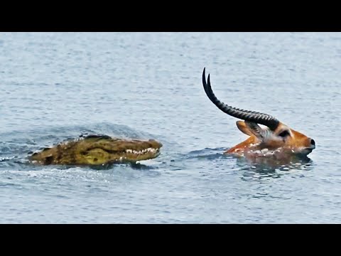 Buck Swims for its Life from Crocodile